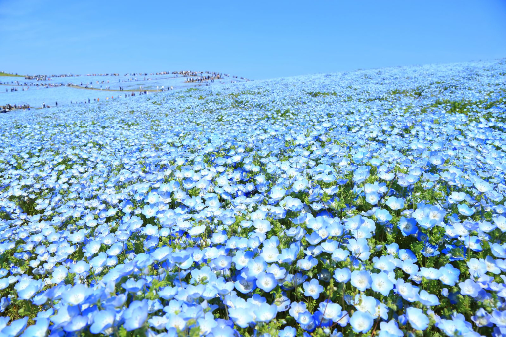 Il parco Uminonakamichi Seaside fiori